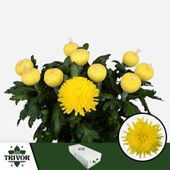Chrysanth Single Pjotr 70cm 80gr.