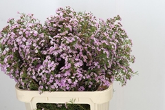 Chamelaucium Dancing Queen 80cm 80gr.