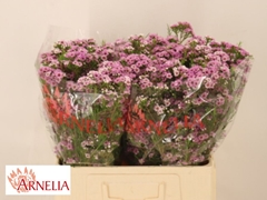Chamelaucium Giselle 60cm 40gr.