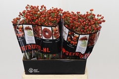 Rosa Autumn Rosefruits 45cm