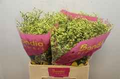 Limonium Sinense China Summer 60cm 20gr.