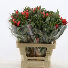 Clarkia Amoena Grace Salmon 60cm