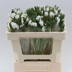Clarkia Amoena Grace White 50cm
