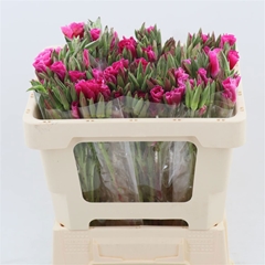 Clarkia Amoena Grace Red 50cm