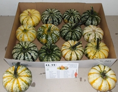 Cucurbita Pepo Lil Pump-ke-mon 10cm