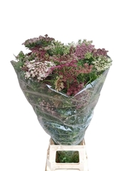 Daucus Carota Dara 100cm