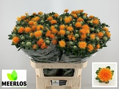 Carthamus Zanzibar 80cm