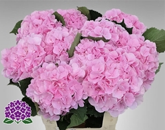 Hydrangea Verena 60cm 16-18cm Hd