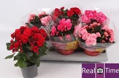 Begonia Double Mix 13Ø 28cm