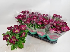 Chrysanth Sensa 14Ø 29cm