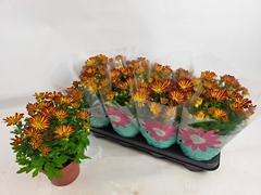 Chrysanth Rainbow Circus 14Ø 30cm