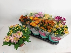 Chrysanth Mix 7 Colours 14Ø 29cm
