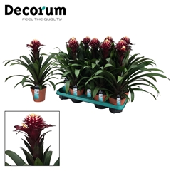 Guzmania Francesca 13Ø 35cm