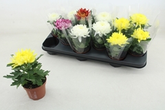 Chrysanth Cosmo Mix 9Ø 19cm