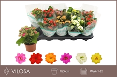 Kalanchoe Double Mix 10Ø 23cm