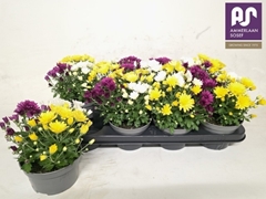 Chrysanth Mix 13Ø 24cm