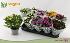 Chrysanth Mix 7 Colours 12Ø 25cm