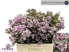 Chamelaucium Giselle 60cm 40gr.