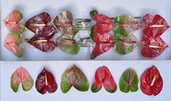 Anthurium Mix 13cm Hd