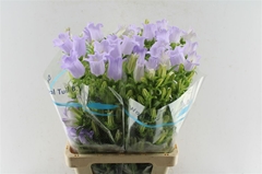 Campanula Champion Lavender 70cm