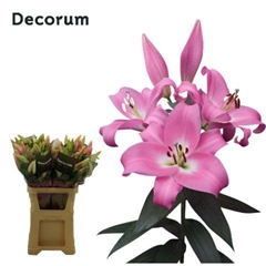 Lily Oriental Tabledance 95cm 5+