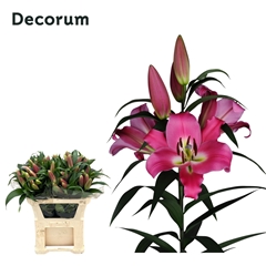 Lily Oriental Pinnacle 75cm 1+