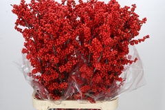 Ilex Verticillata 100cm