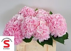 Hydrangea Verena 50cm 14-16cm Hd