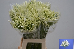 Agapanthus Eyfori White 70cm