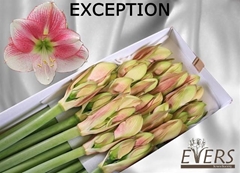 Hippeastrum Exception 80cm