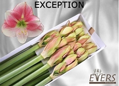 Hippeastrum Exception 80cm
