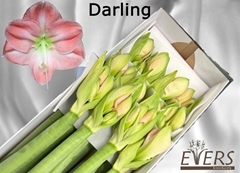Hippeastrum Darling 75cm