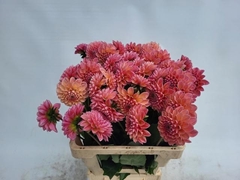 Dahlia Linda's Baby 60cm