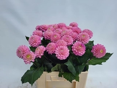 Dahlia Wizard Of Oz 60cm