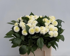 Dahlia Caro 60cm