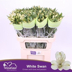 Alstroemeria White Swan 75cm 60gr.