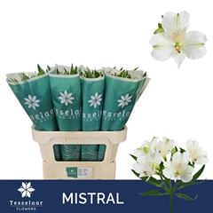 Alstroemeria Mistral 70cm 35gr.