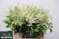 Astilbe Washington 40cm