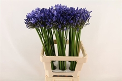 Agapanthus Uri 70cm