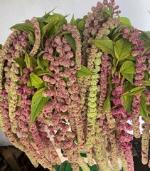 Amaranthus Caudatus Mira 75cm