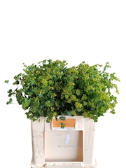 Bupleurum Rotundifolium 60cm