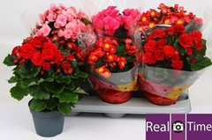 Begonia Double Mix 14Ø 37cm