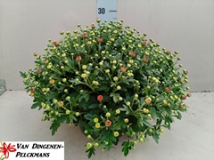 Chrysanthemum Jasoda Dark Orange 23Ø 35cm