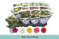 Kalanchoe Double Mix 9Ø 19cm