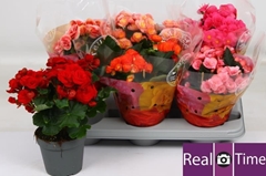 Begonia Double Mix 14Ø 30cm