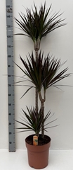 Dracaena Magenta 24Ø 150cm