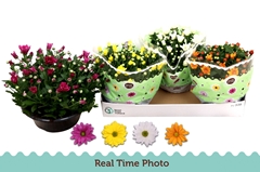 Chrysanth Mix 23Ø 27cm