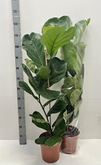 Ficus Lyrata 21Ø 120cm
