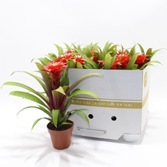 Guzmania Confetti 10Ø 30cm