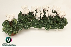 Cyclamen Super Serie Allure 10Ø 20cm